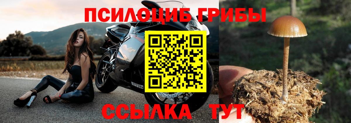 Псилоцибиновые грибы Psilocybine cubensis  купить   Златоуст  Вход с VPN 